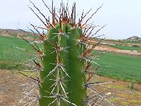 Neoraimondia herzogiana ex Cactus Bolivia J.Ramirez